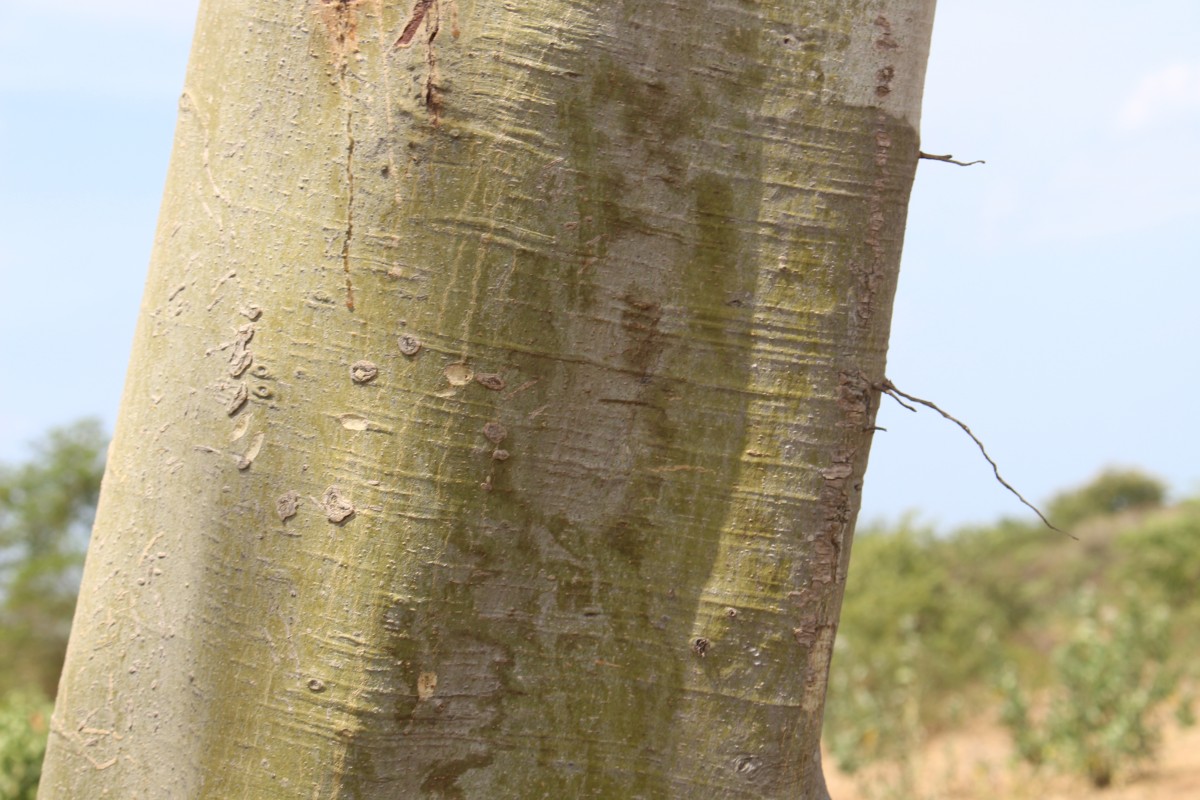 Ficus amplissima Sm.